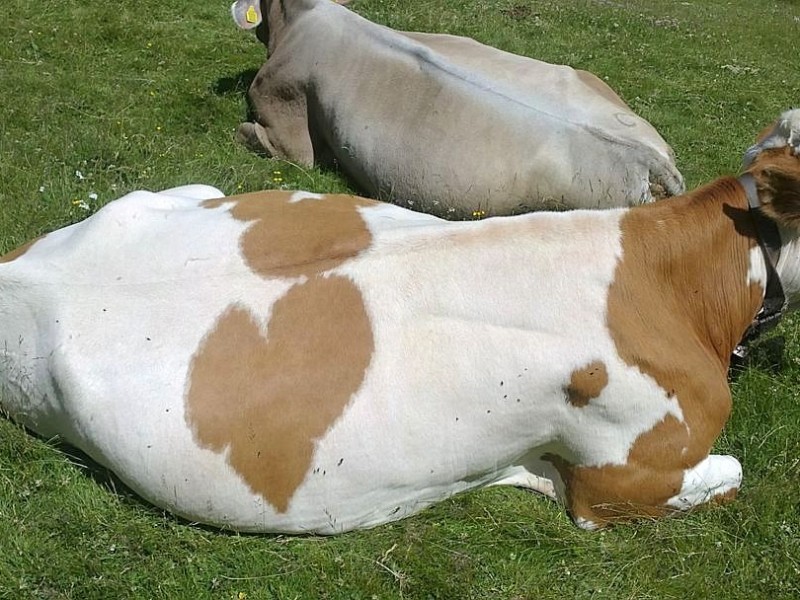 Kuh im Vinschgau in Südtirol