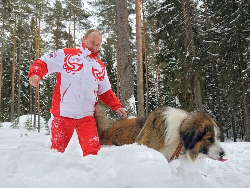 Putin inszeniert sich oft als Tierfreund, so wie hier…