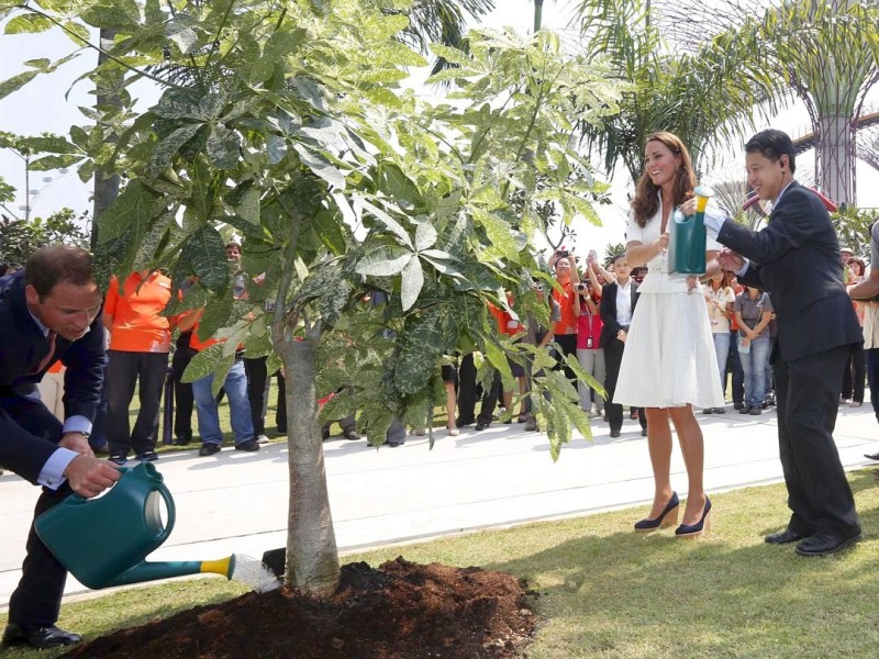 Drei Tage verbringen William und Kate in Singapur. Sie besuchen den Stadtstaat als Teil ihrer neuntägigen Reise durch den Fernen Osten und den südpazifischen Raum. Anlass ist das diamantene Thronjubiläum von Queen Elizabeth II. Hier ist das Prinzenpaar im Botanischen Garten.