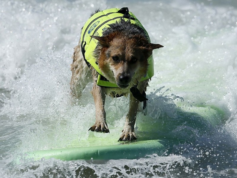 Surfende Hunde im kalifornischen Huntington Beach.