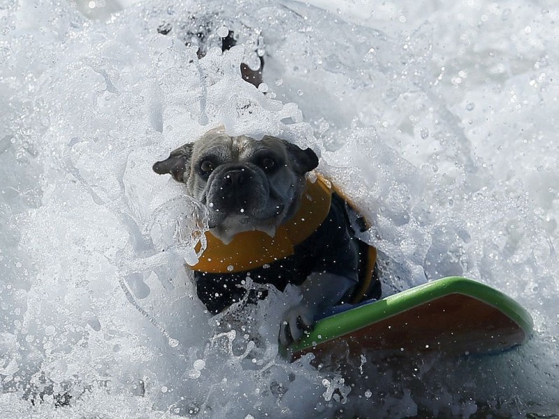 Mitten in der Welle: Die Dogge gibt ihr Bestes in Huntington Beach.