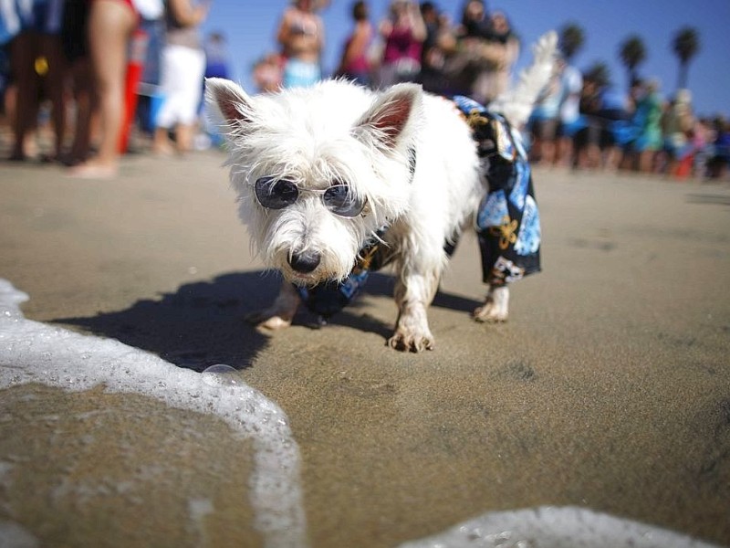Manchmal muss sich auch ein Hund erholen - in Kalifornien geht das am besten mit Sonnenbrille und Shorts.