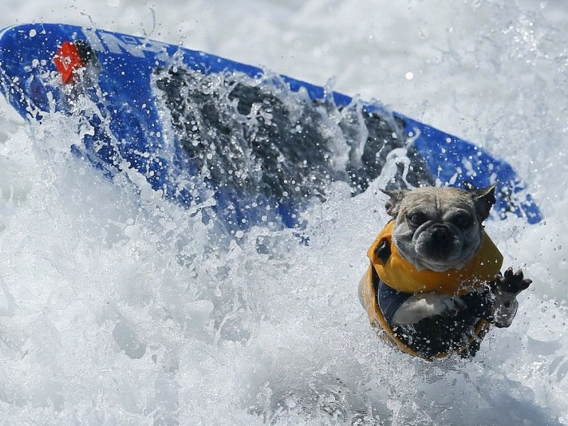 Surfende Hunde im kalifornischen Huntington Beach.