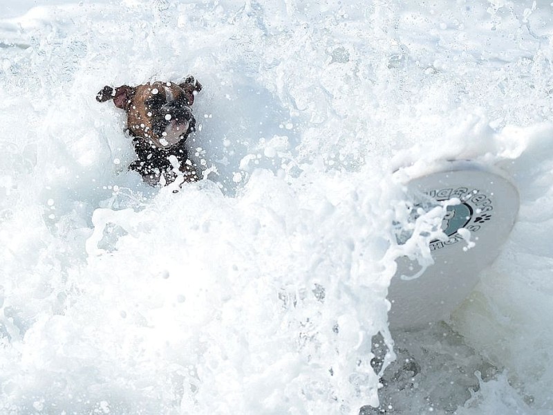 Surfende Hunde im kalifornischen Huntington Beach.