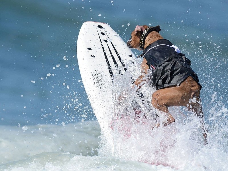 Surfende Hunde im kalifornischen Huntington Beach.