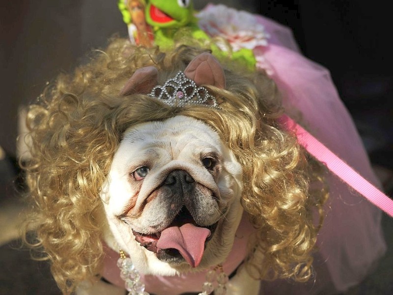 Zum 22. Mal feierten Hundebesitzer vergangenes Wochenende mit ihren Vierbeinern die Tompkins Square Halloween Dog Parade in New York.