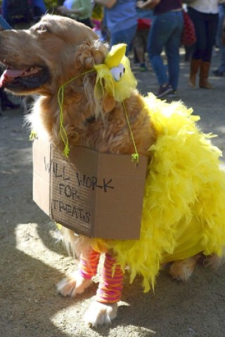 Zum 22. Mal feierten Hundebesitzer vergangenes Wochenende mit ihren Vierbeinern die Tompkins Square Halloween Dog Parade in New York.