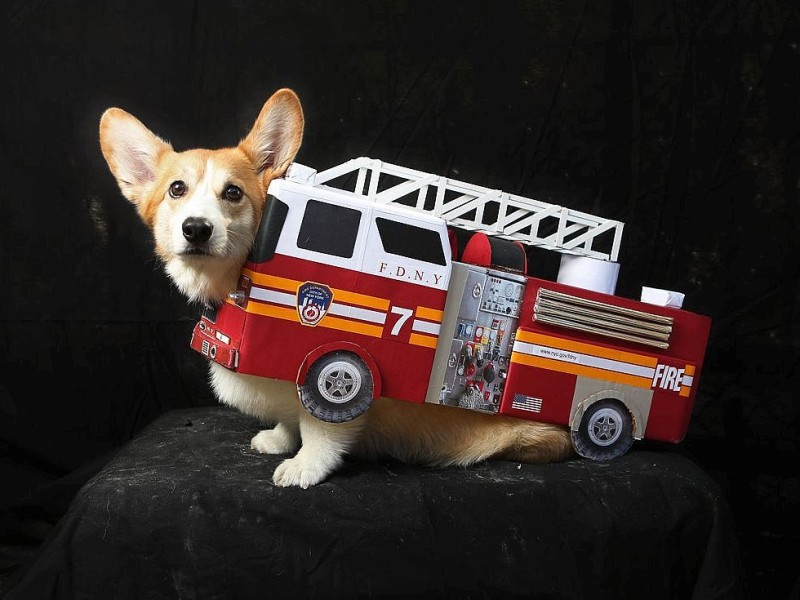 Harry, ein Corgi, kam als Feuerwehrauto zu der Dog Parade nach New York.