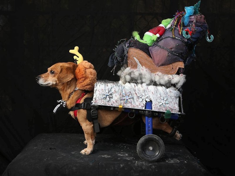 Oscar, ein Chihuahua-Mischling, kam mit vollgepacktem Rollstuhl als Max aus dem Film Der Grinch.
