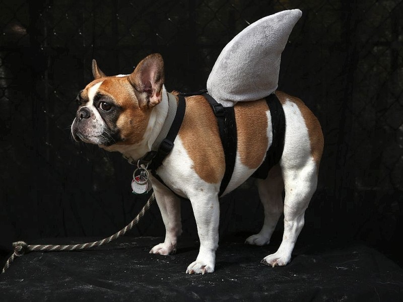 Fast gefährlich: Die französische Bulldogge Hudson kam als Hai zu der Parade nach New York.
