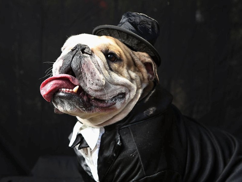 Ganz elegant kam die Bulldogge Meatball im Smoking zur Tompkins Square Halloween Dog Parade.