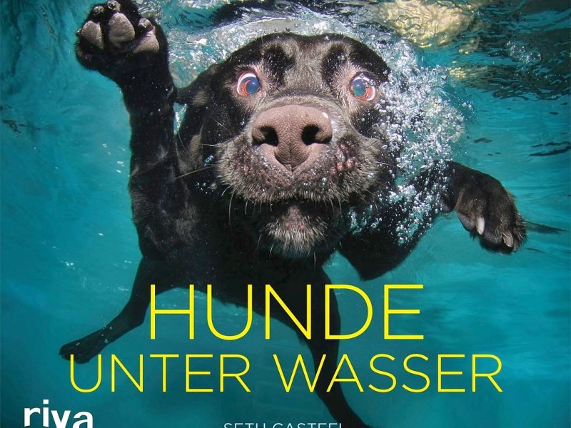 Die schönsten Bilder der tauchenden und schwimmenden Hunde von Seth Casteel sind nun als Buch erschienen.