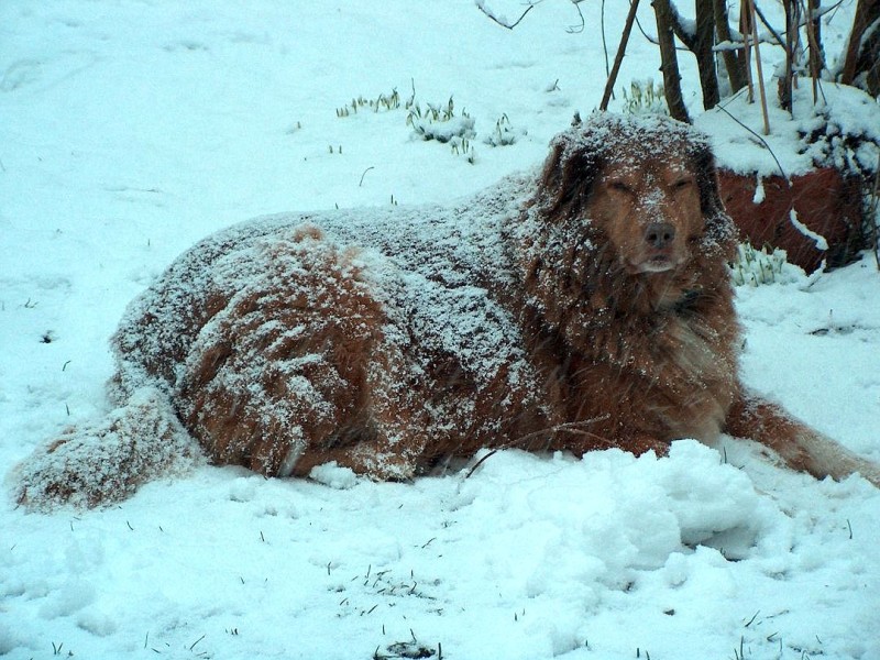 Das Bild entstand im Winter 2006 in unserem Garten und zeigt unseren Hund, der es liebte, sich einschneien zu lassen.