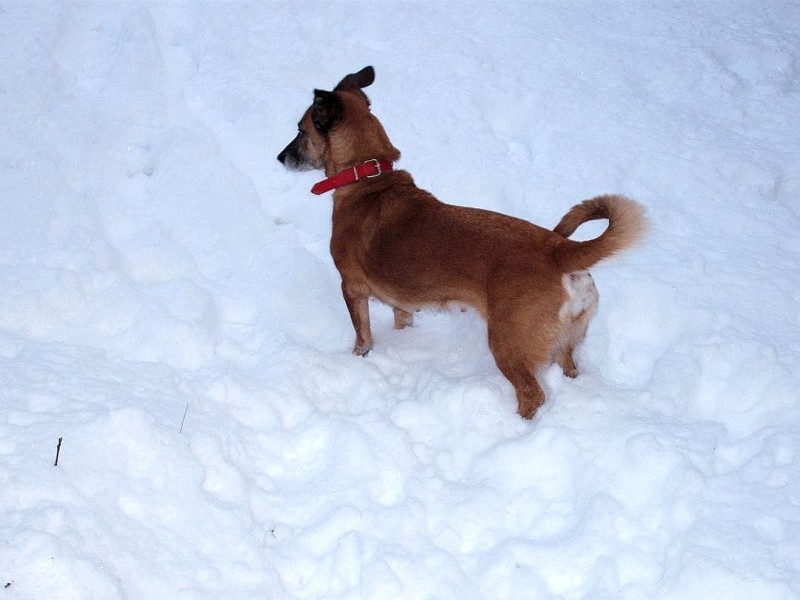 Unser Hund Angie bestaunt den hohen Schnee in unserem Garten!