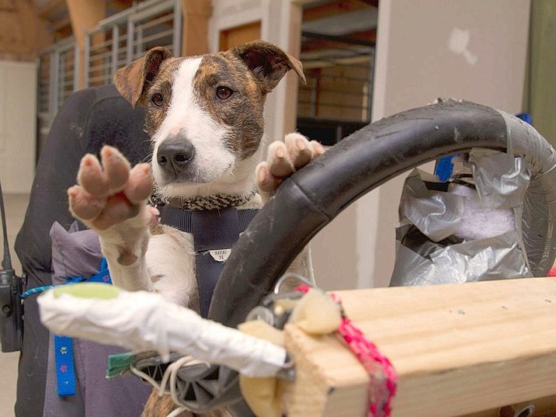 In Neuseeland lernen Hunde Auto zu fahren.