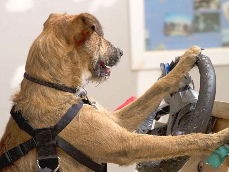In Neuseeland lernen Hunde Auto zu fahren.