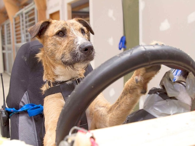 In Neuseeland lernen Hunde Auto zu fahren.