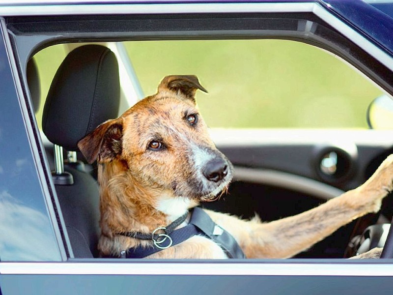 In Neuseeland lernen Hunde Auto zu fahren.