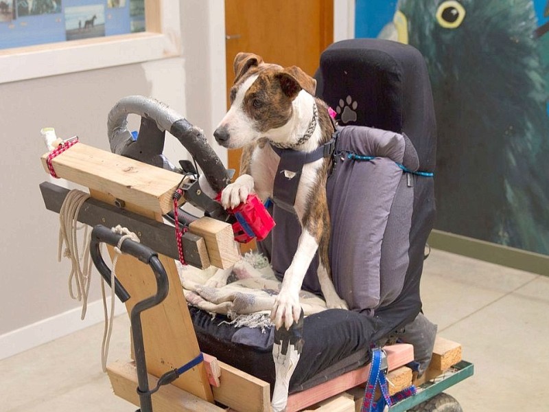In Neuseeland lernen Hunde Auto zu fahren.