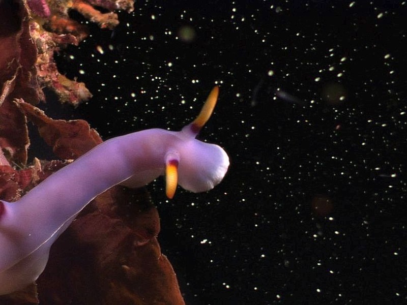 Der Film Planet Ocean zeigt schafft mit spektakulären Luft- und Unterwasser-Aufnahmen ein außergewöhnliches Natur-Porträt.