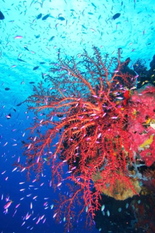 Der Film Planet Ocean zeigt schafft mit spektakulären Luft- und Unterwasser-Aufnahmen ein außergewöhnliches Natur-Porträt.