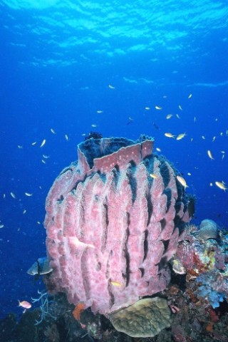 Der Film Planet Ocean zeigt schafft mit spektakulären Luft- und Unterwasser-Aufnahmen ein außergewöhnliches Natur-Porträt.