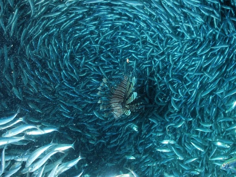 Der Film Planet Ocean zeigt schafft mit spektakulären Luft- und Unterwasser-Aufnahmen ein außergewöhnliches Natur-Porträt.