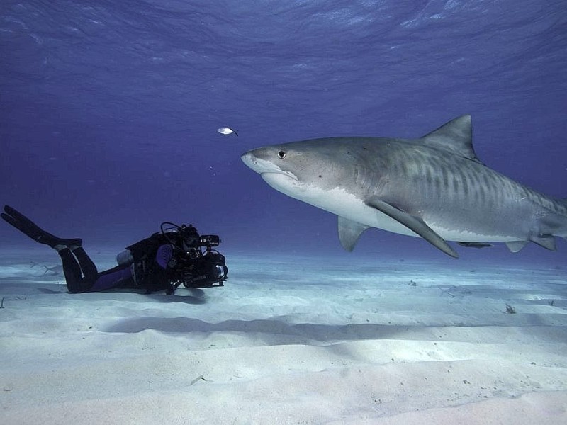 Der Film Planet Ocean zeigt schafft mit spektakulären Luft- und Unterwasser-Aufnahmen ein außergewöhnliches Natur-Porträt.