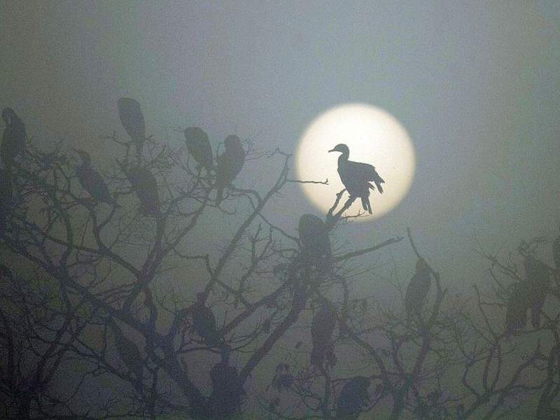 ...Nepal positioniert sich ein Vogel hübsch vor der Morgensonne, während...