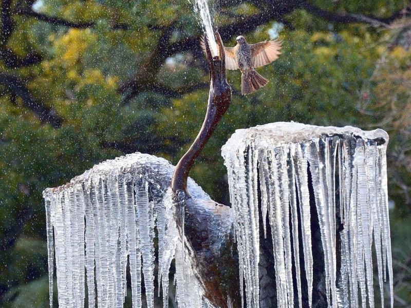 ...ist dem Kranich im Brunnen in Tokio bestimmt: Der vorbeifliegende Vogel scheint beeindruckt von den prächtigen Eiszapfen. In...