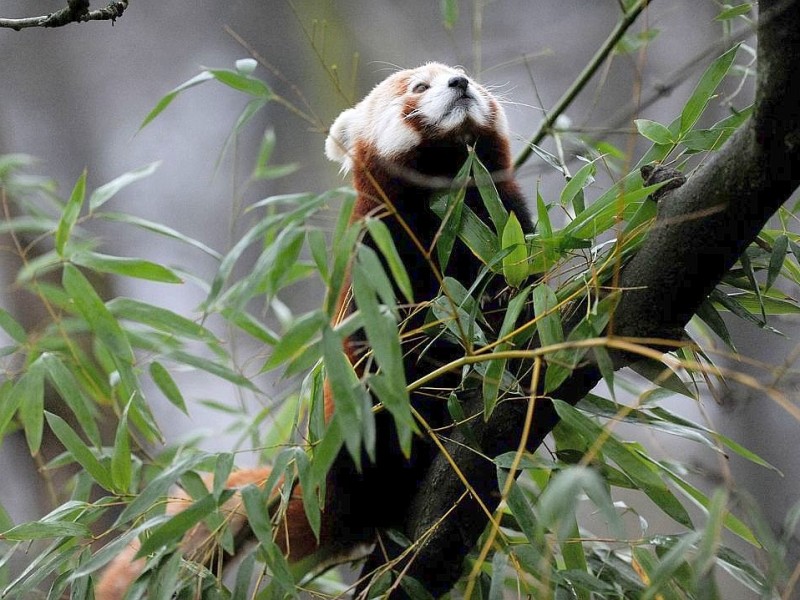 Vorstellung des jungen Panda-Paares im Zoo Dortmund.