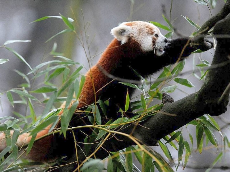 Vorstellung des jungen Panda-Paares im Zoo Dortmund.