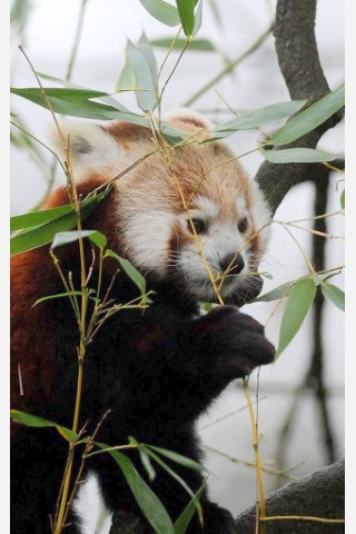 Vorstellung des jungen Panda-Paares im Zoo Dortmund.