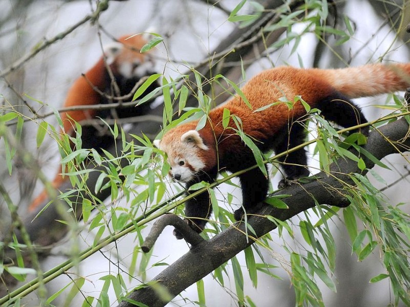 Vorstellung des jungen Panda-Paares im Zoo Dortmund.