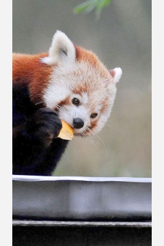 Vorstellung des jungen Panda-Paares im Zoo Dortmund.