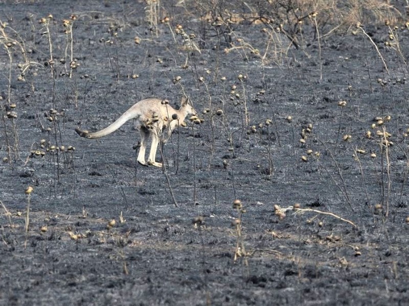 Dutzende Buschbrände bedrohen zur Zeit die Menschen in Australien.
