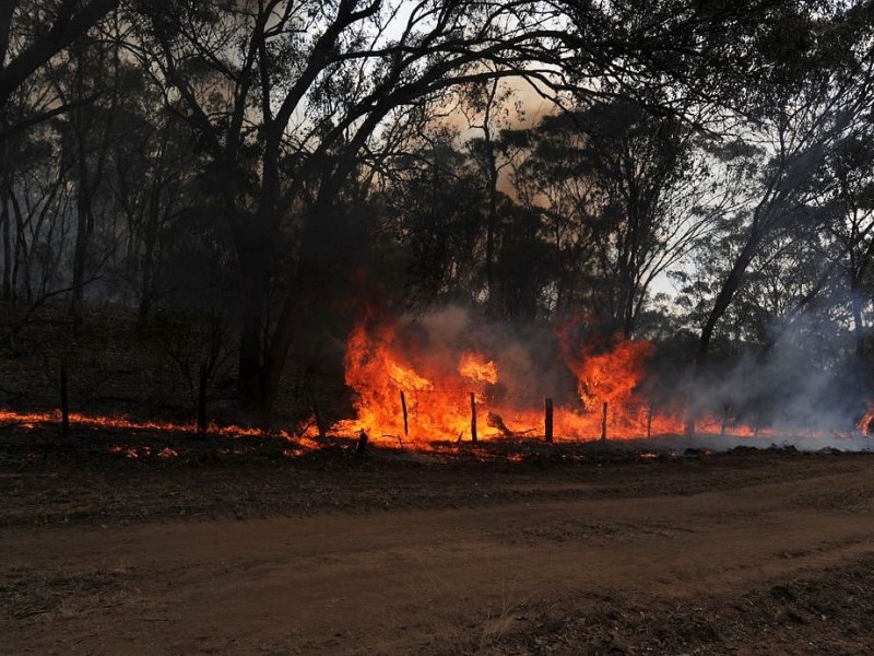 Weite Teile Australiens leiden immer noch unter einer extremen Hitzewelle, die zahlreiche Buschfeuer ausgelöst hat. Im Januar wurde ein landesweiter Hitzerekord mit einer Durchschnittstemperatur von 40,33 Grad Celsius verzeichnet.