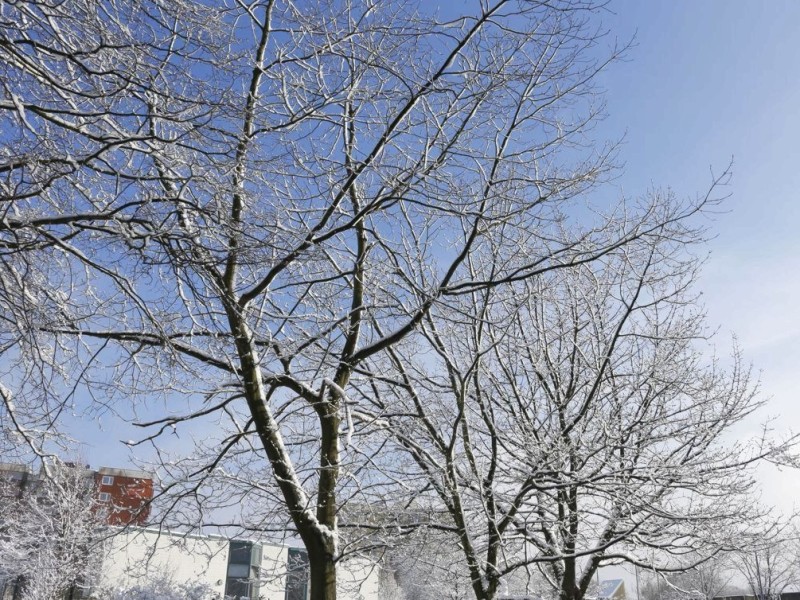 Schnee in Niederberg