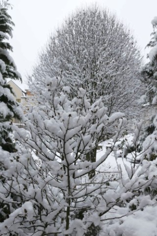 Schnee in Niederberg