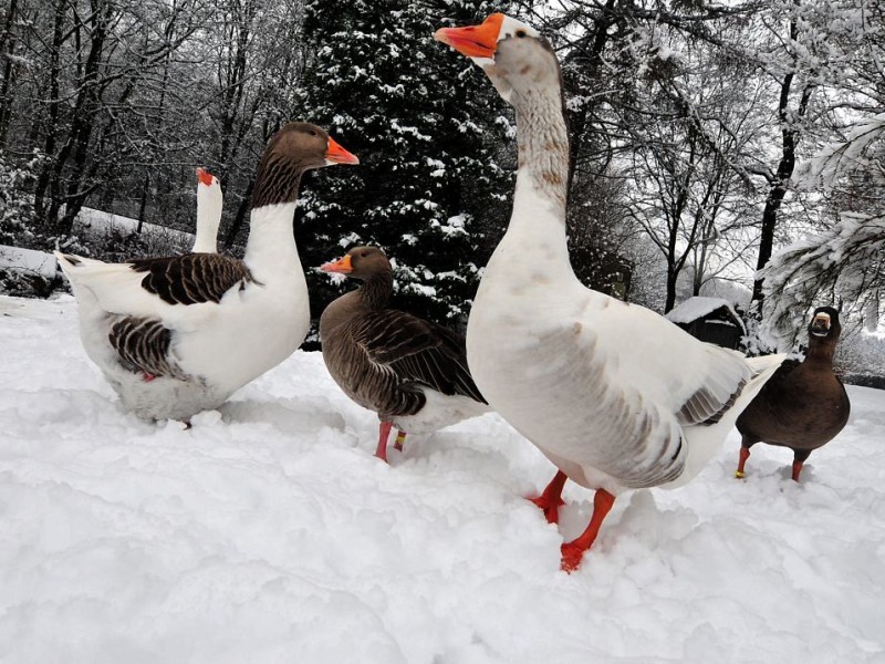 Schnee in Niederberg