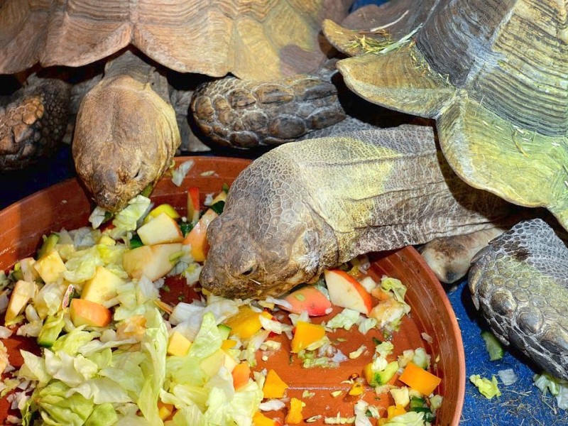 SchildkrötenFoto: Michael Korte / WAZ FotoPool