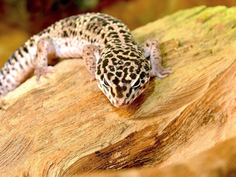LeopardgeckoFoto: Michael Korte / WAZ FotoPool
