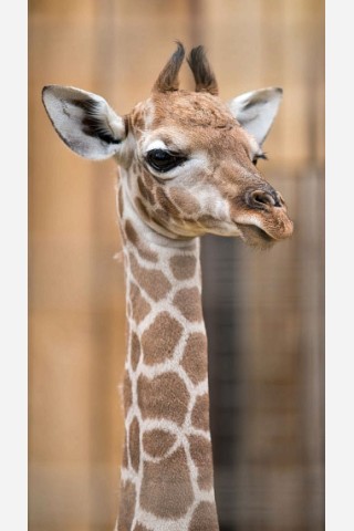 Bei denen sind auch die Kleinen gerne groß: Neugierig schaut der Giraffen-Nachwuchs in die Welt.