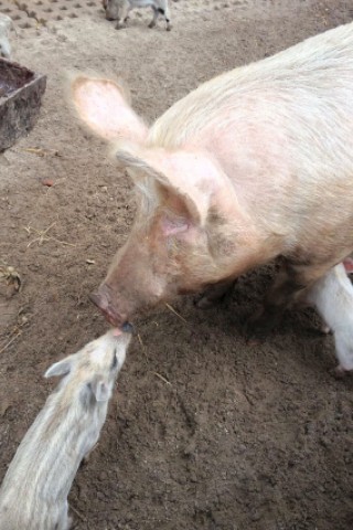 Küsschen im Sauhaufen: Mutter Schwein mit Frischling. Das Kleine stammt aus dem ersten Wurf des Frühlings.