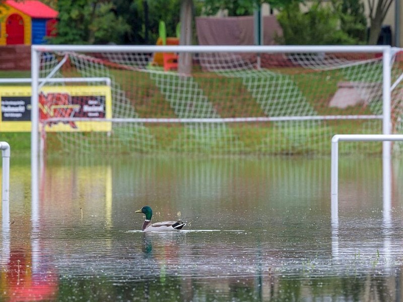 In Bad Salzungen, Thüringen, nutzt eine Ente die Gunst der Stunde und schwimmt auf einem überfluteten Fußballplatz. Nach dem tagelangen Dauerregen ist hier die Werra über die Ufer getreten.