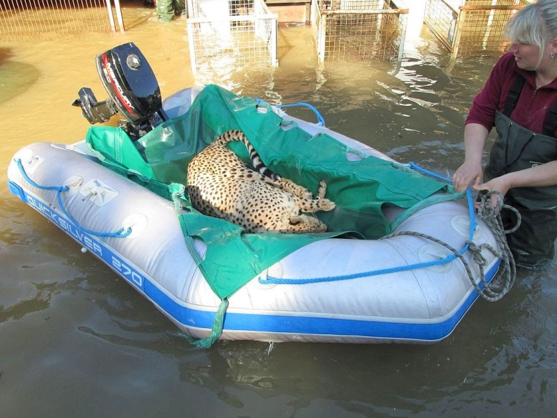 Ein Gepard wird im Tiergarten Bernburg in (Sachsen-Anhalt) mit einem Schlauchboot in Sicherheit gebracht. Zahlreiche Tiere aus den Zoos in Sachsen-Anhalt wurden in den vergangenen Tagen vor den steigenden Fluten gerettet. Foto: Zoo Halle/dpa