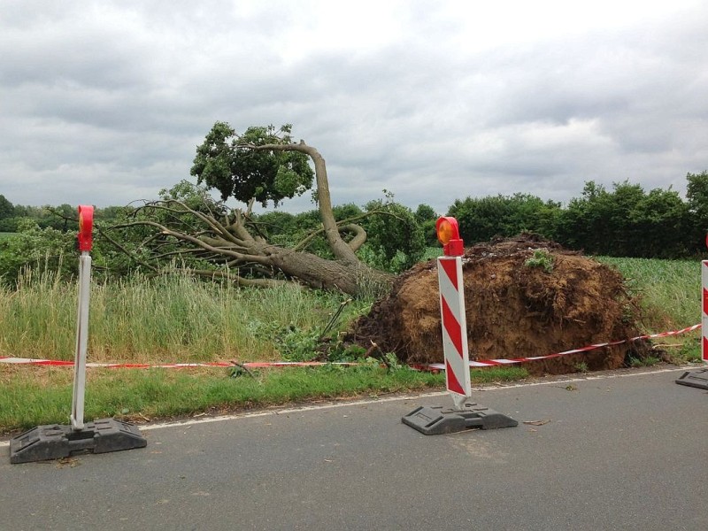 Auch in Haltern hat das Unwetter einen Baum entwurzelt.