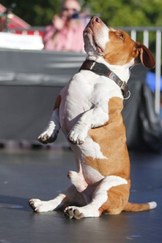 Walle, ein Beagle-Basset-Boxer-Mix ist in Kalifornien zum hässlichsten Hund der Welt gekürt worden - allerdings vornehmlich wegen seiner skurrilen Showeinlagen. Die Konkurrenz war beachtlich.