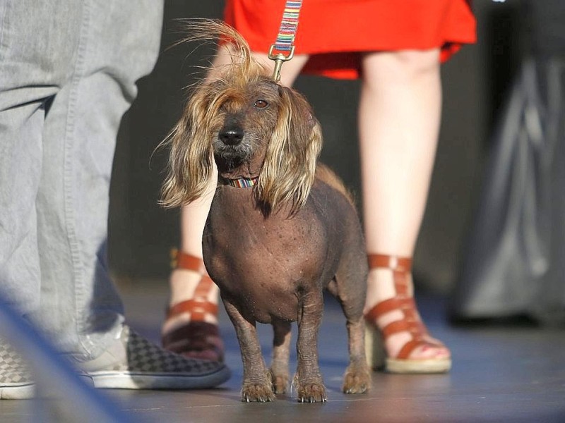 Die weiteren Teilnehmer am Wettbewerb Ugliest Dog waren fast ebenso wunderbar hässlich wie Walle.