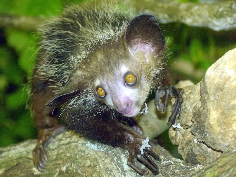 Um auf den Vergleich zu Film-Figuren zurückzukommen. Dieses Aye-Aye-Männchen erinnert doch ein bisschen an Gollum aus Herr der Ringe.